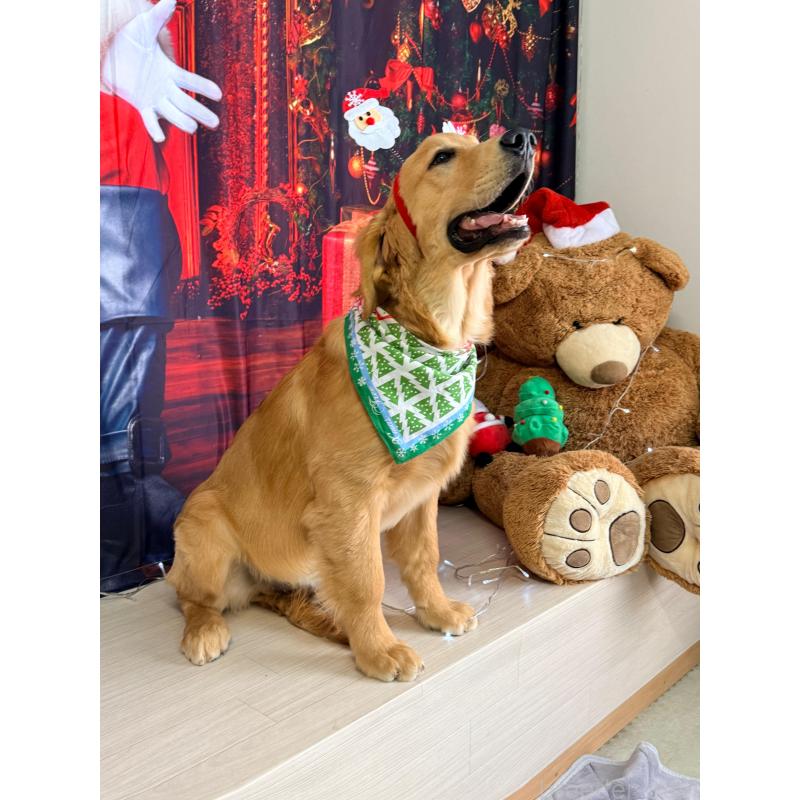 販売中の静岡県のゴールデンレトリーバー-434139の8枚目