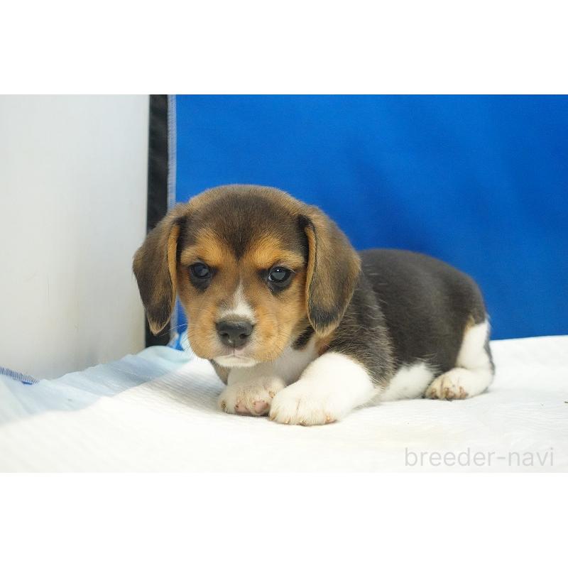 商談中の愛知県のビーグル-429997の12枚目