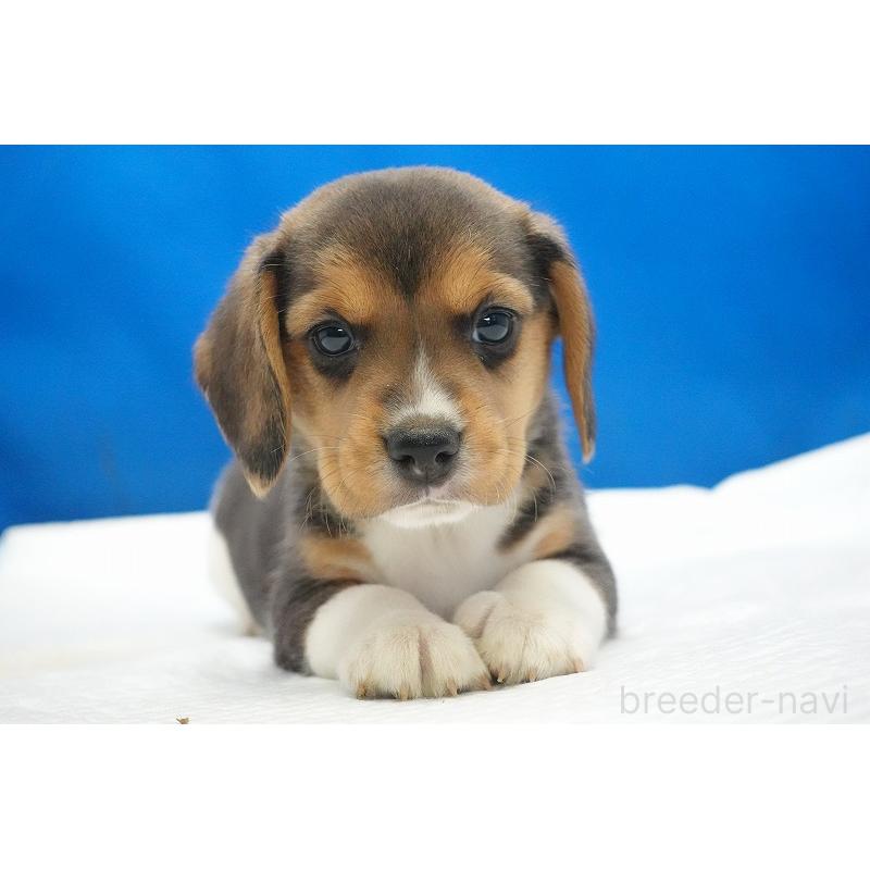 商談中の愛知県のビーグル-429997の11枚目