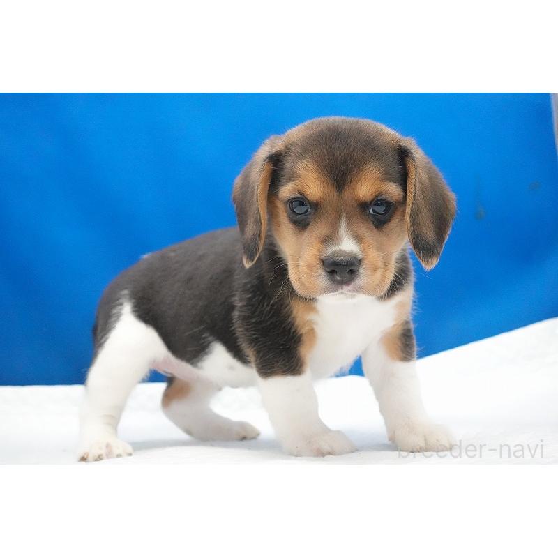 商談中の愛知県のビーグル-429997の10枚目