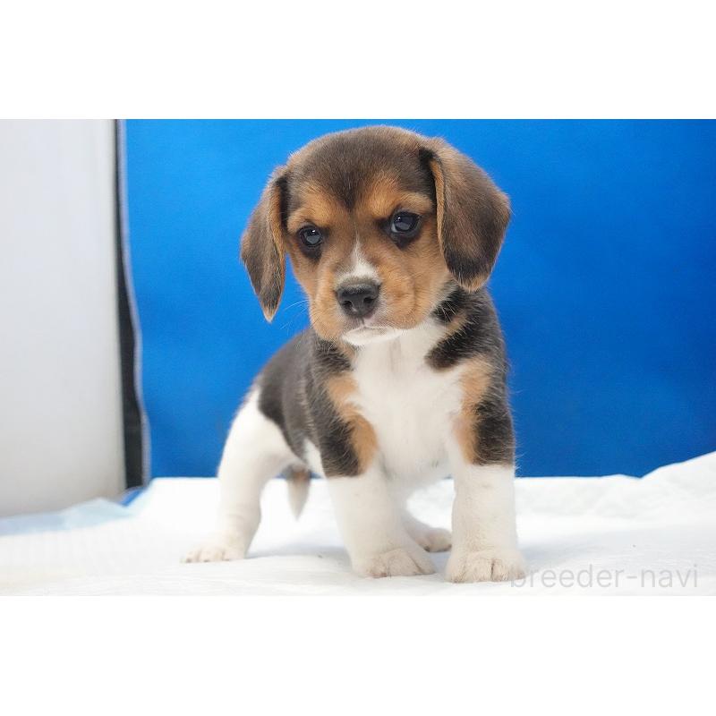 商談中の愛知県のビーグル-429997の9枚目