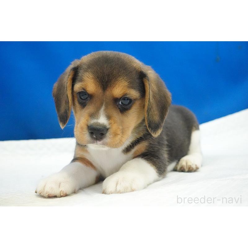 商談中の愛知県のビーグル-429997の6枚目