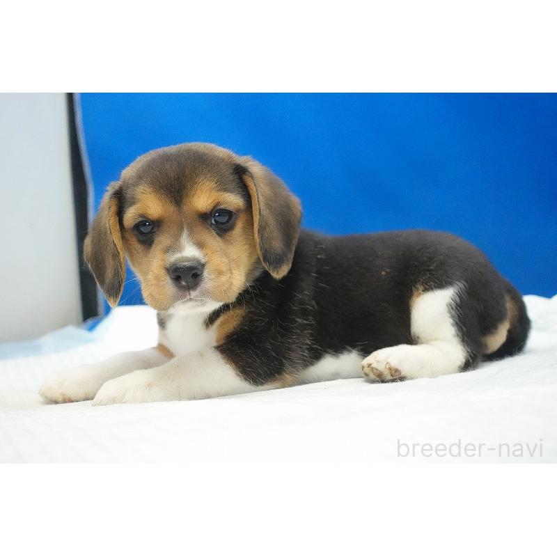 商談中の愛知県のビーグル-429997の5枚目