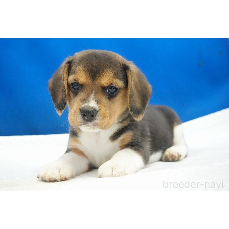 商談中の愛知県のビーグル-429997の4枚目