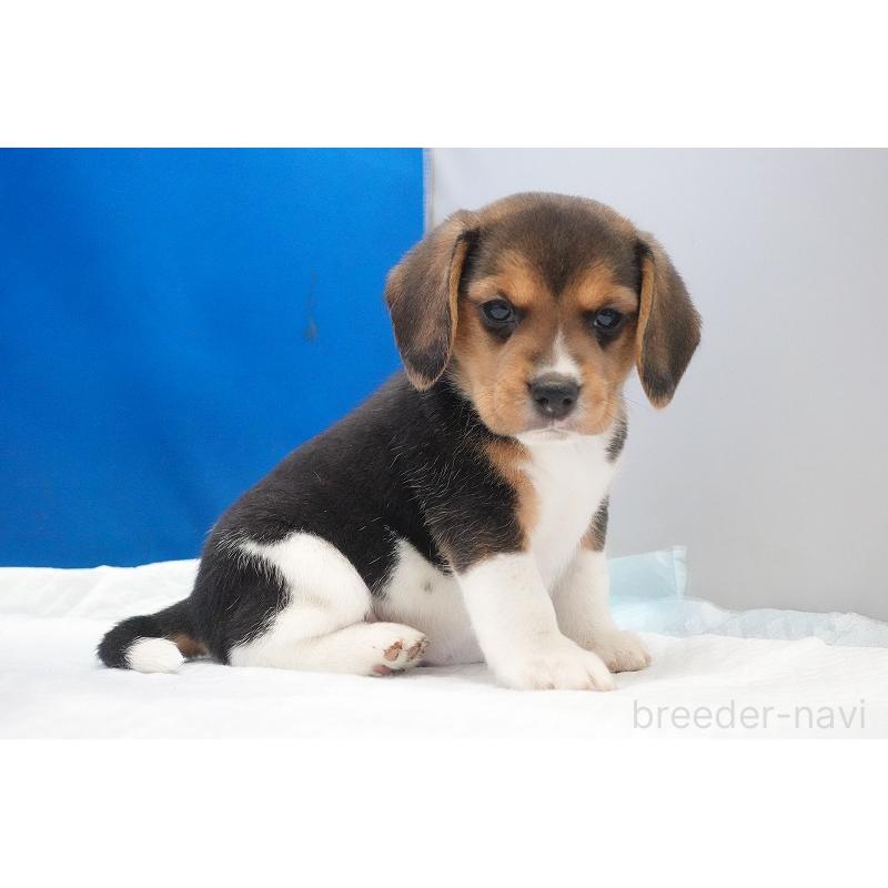 商談中の愛知県のビーグル-429997の3枚目