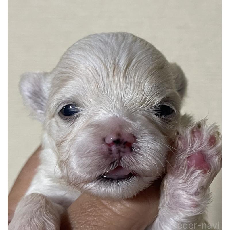 販売中の岡山県のマルチーズ-430374