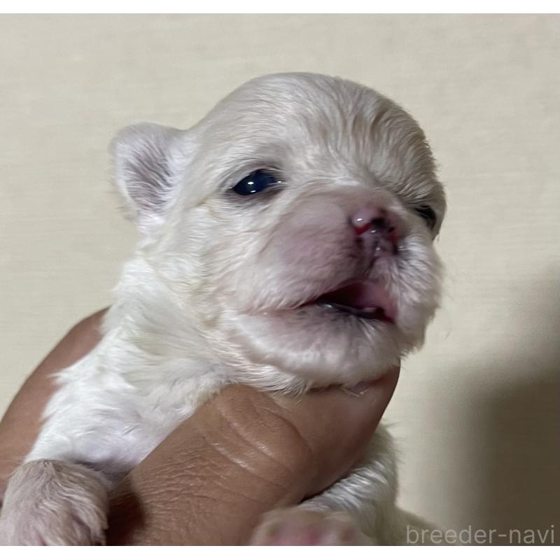 販売中の岡山県のマルチーズ-430374の7枚目