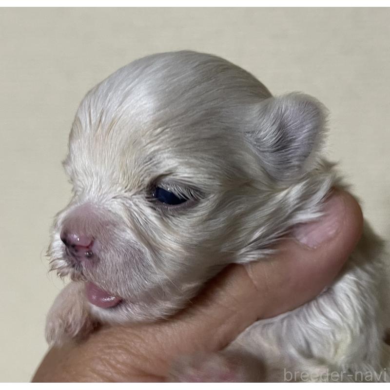 販売中の岡山県のマルチーズ-430374の6枚目