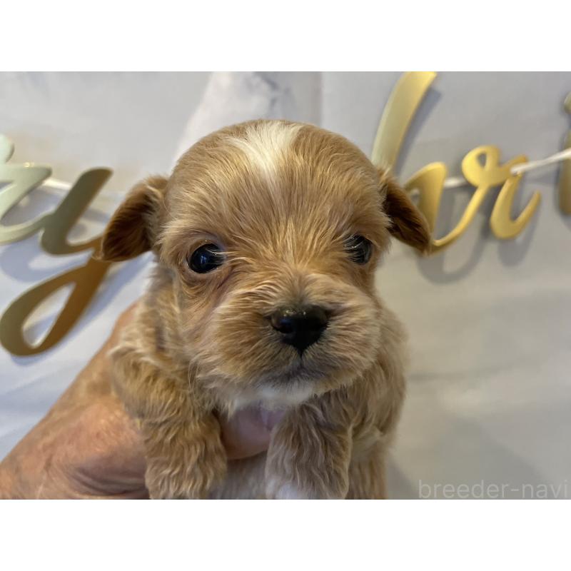 販売中の北海道のミックス犬-434137の5枚目