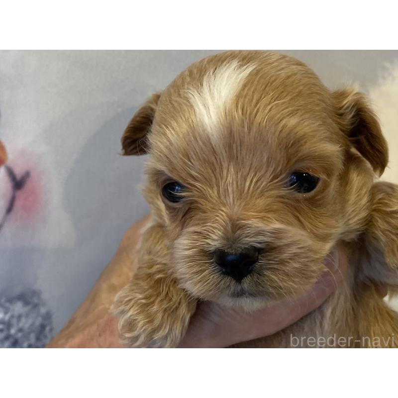 販売中の北海道のミックス犬-434137の4枚目