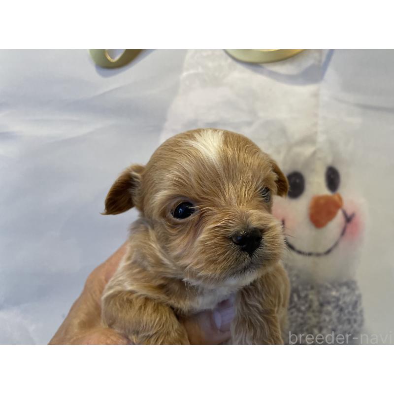 販売中の北海道のミックス犬-434137の3枚目