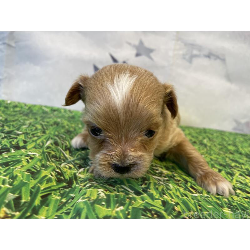 販売中の北海道のミックス犬-434137の2枚目