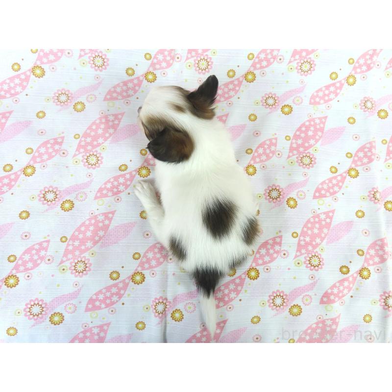 販売中の千葉県のパピヨン-431036の16枚目