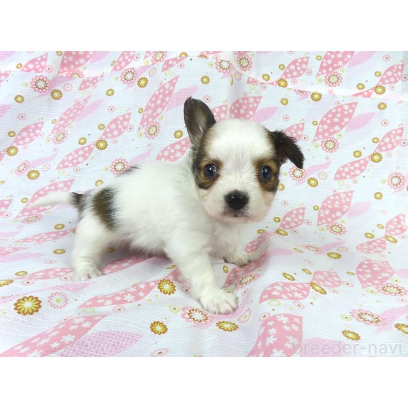 販売中の千葉県のパピヨン-431036の15枚目