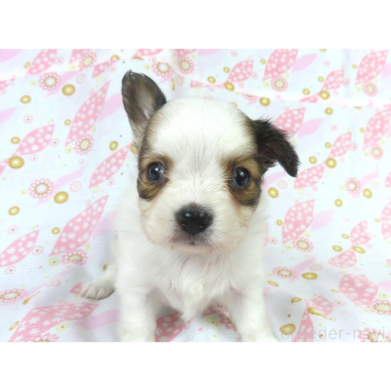 販売中の千葉県のパピヨン-431036の13枚目