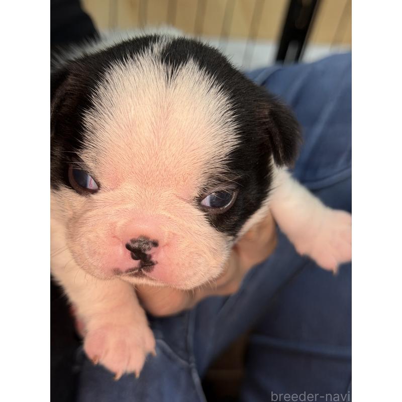 販売中の埼玉県のボストンテリア-434151の2枚目