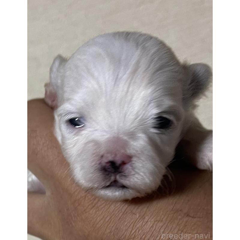 販売中の岡山県のマルチーズ-430378