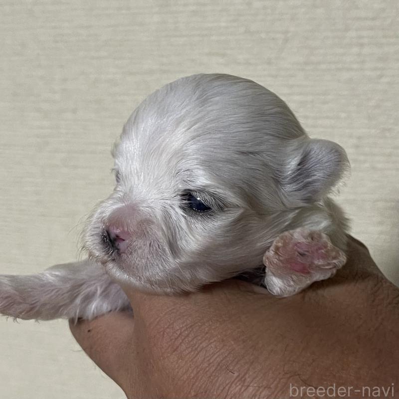 販売中の岡山県のマルチーズ-430378の9枚目