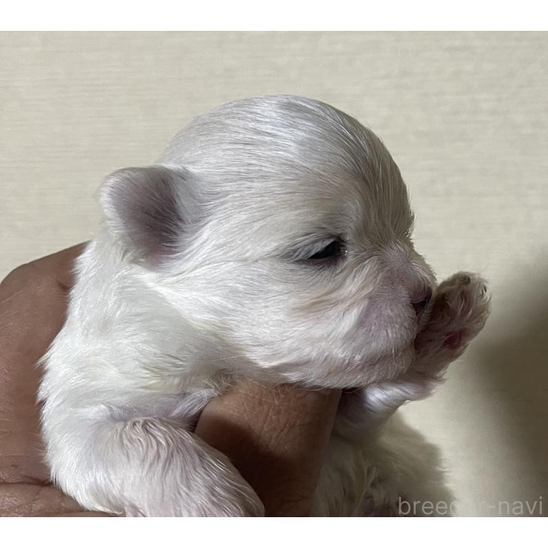 販売中の岡山県のマルチーズ-430378の8枚目