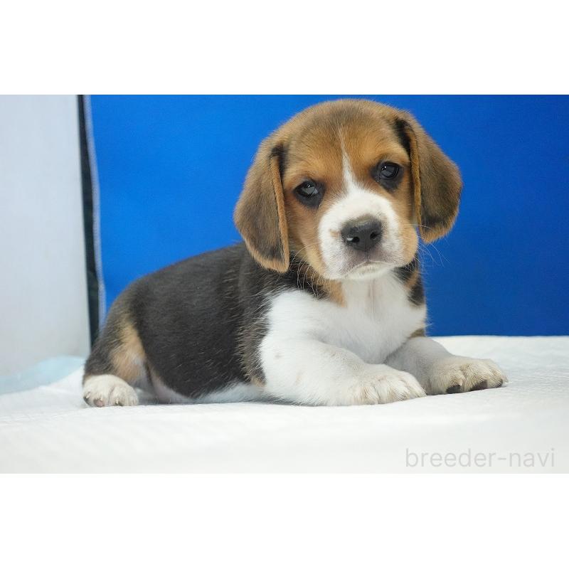 成約済の愛知県のビーグル-429999の7枚目