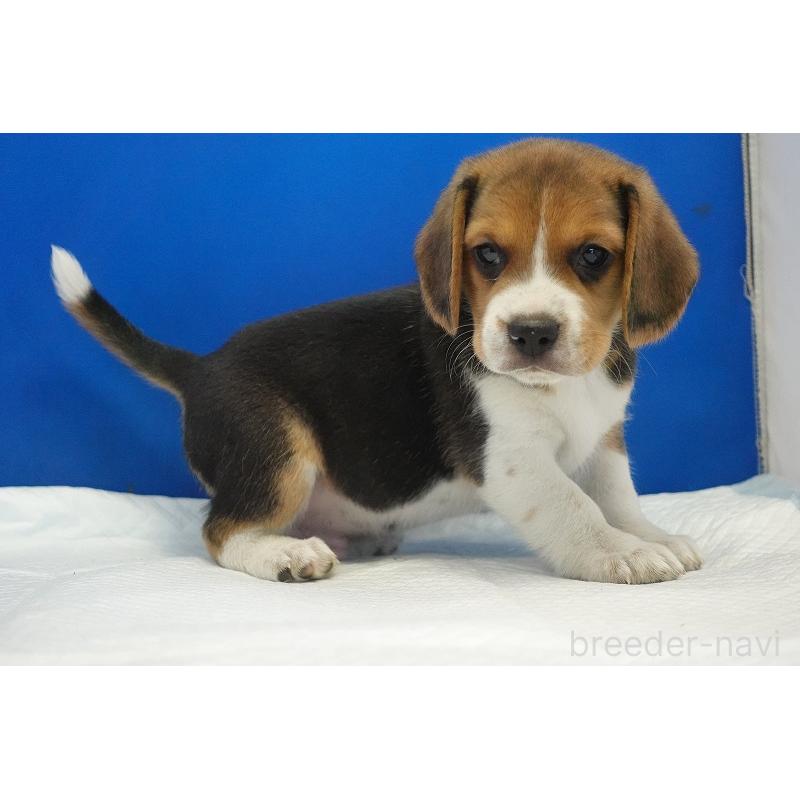 成約済の愛知県のビーグル-429999の8枚目