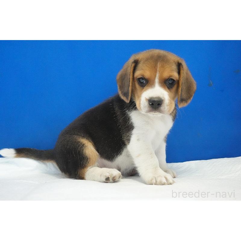 成約済の愛知県のビーグル-429999の6枚目