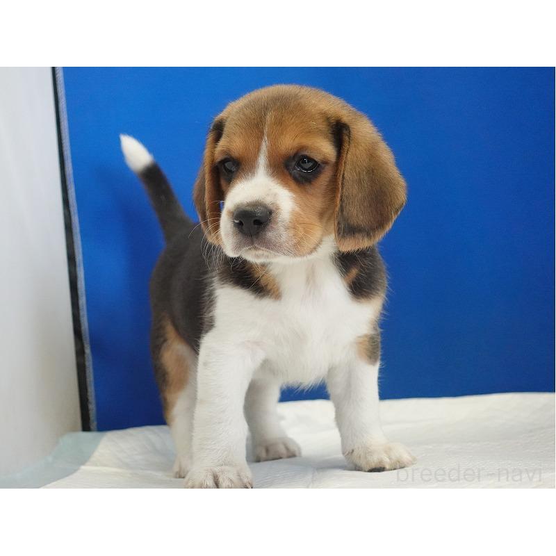 成約済の愛知県のビーグル-429999の4枚目