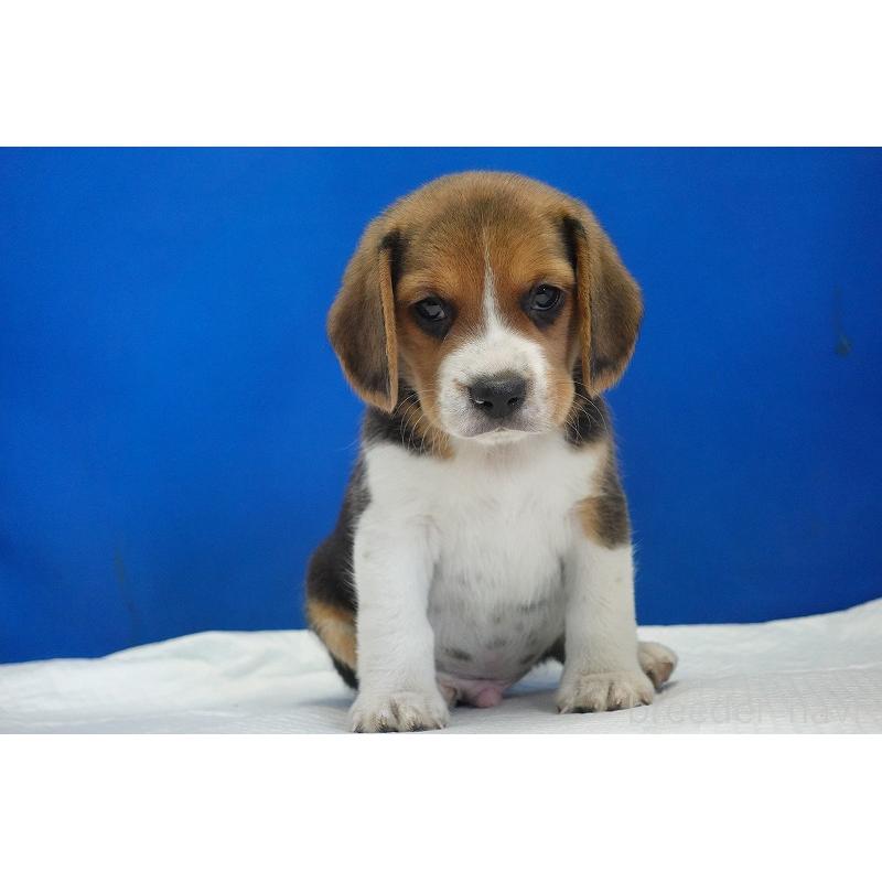 成約済の愛知県のビーグル-429999の5枚目