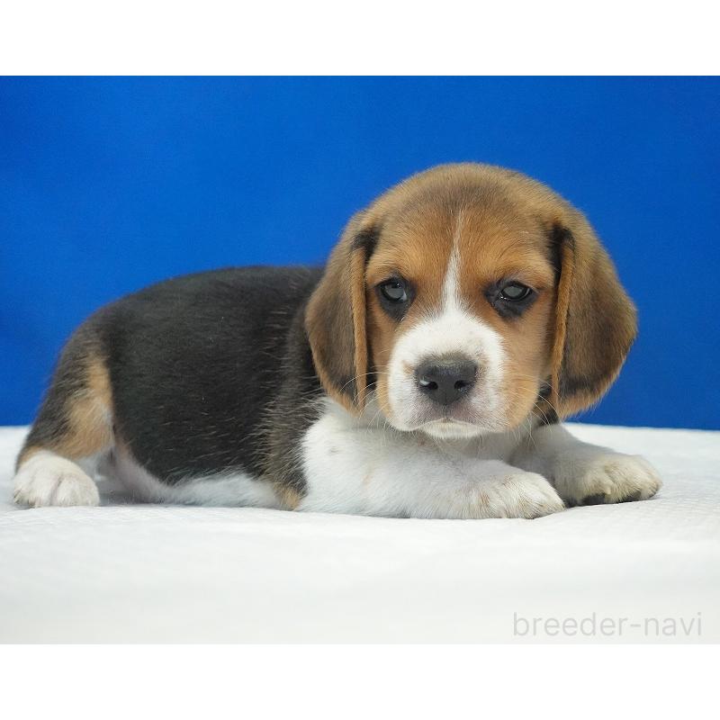 成約済の愛知県のビーグル-429999の2枚目