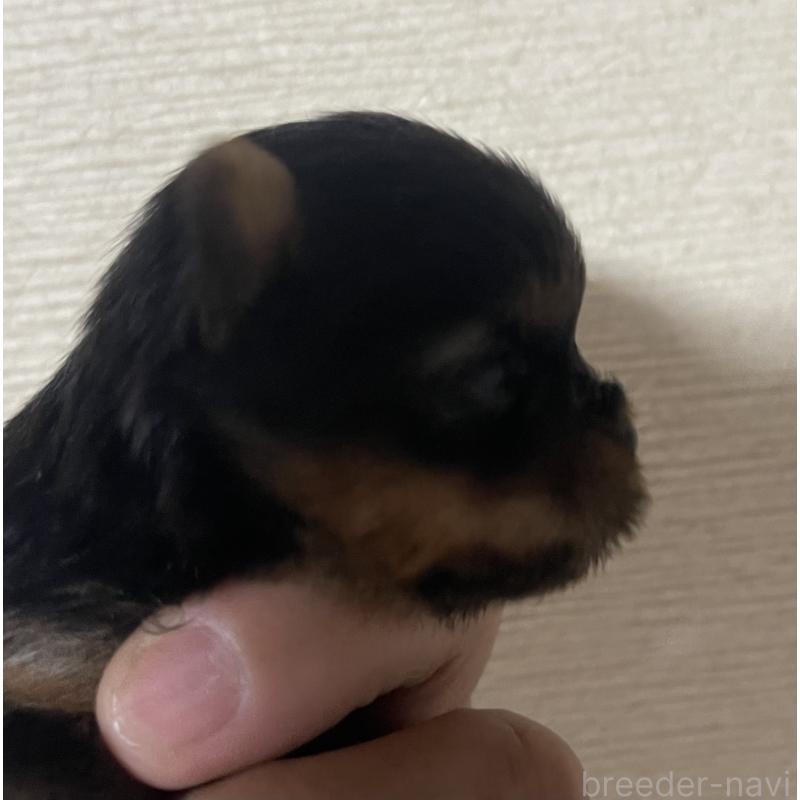 販売中の岡山県のヨークシャーテリア-431171の6枚目