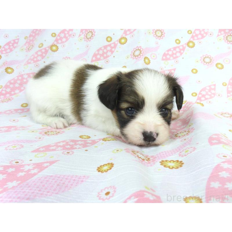 商談中の千葉県のパピヨン-431847の14枚目