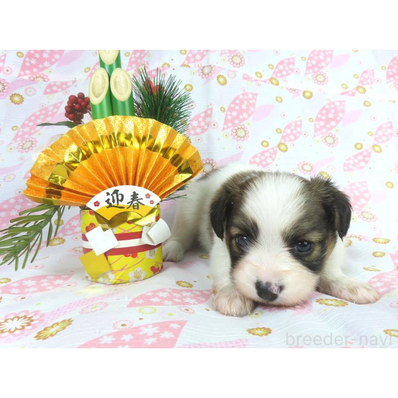 商談中の千葉県のパピヨン-431847の13枚目