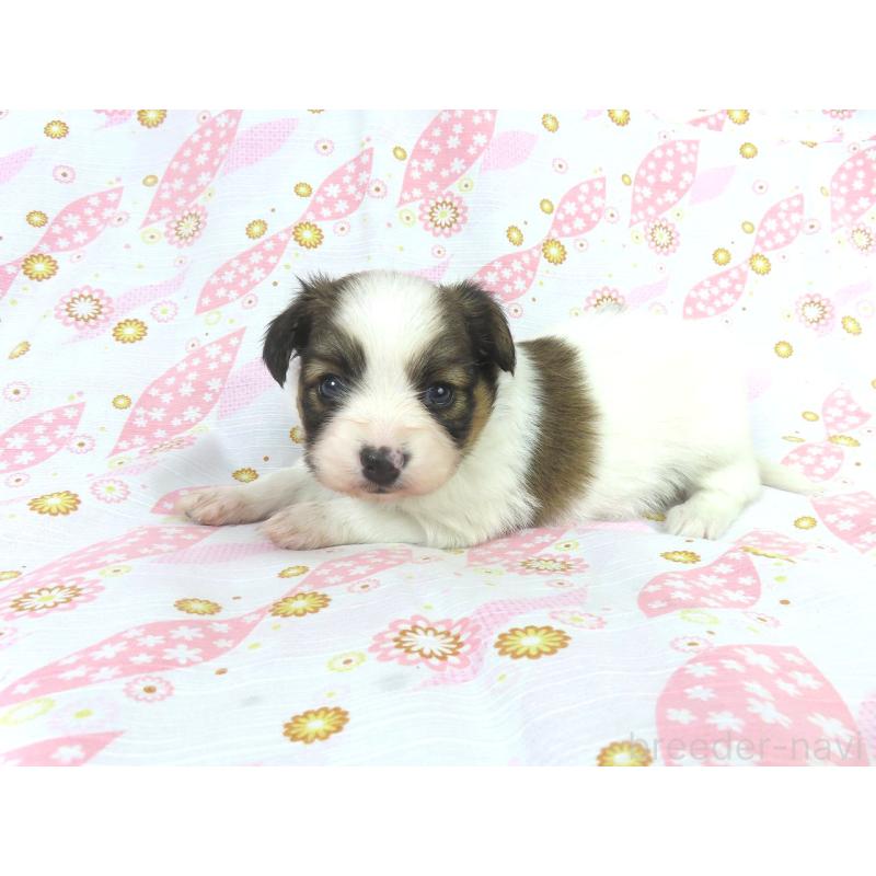 商談中の千葉県のパピヨン-431847の12枚目