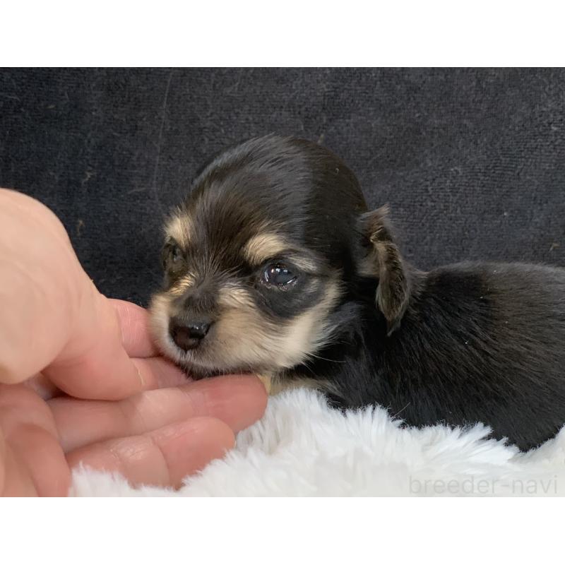 販売中の大分県のカニンヘンダックスフンド(ロングヘアード)-434143の7枚目