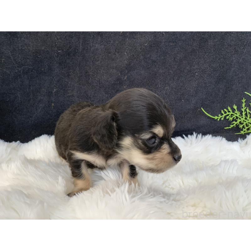 販売中の大分県のカニンヘンダックスフンド(ロングヘアード)-434143の6枚目