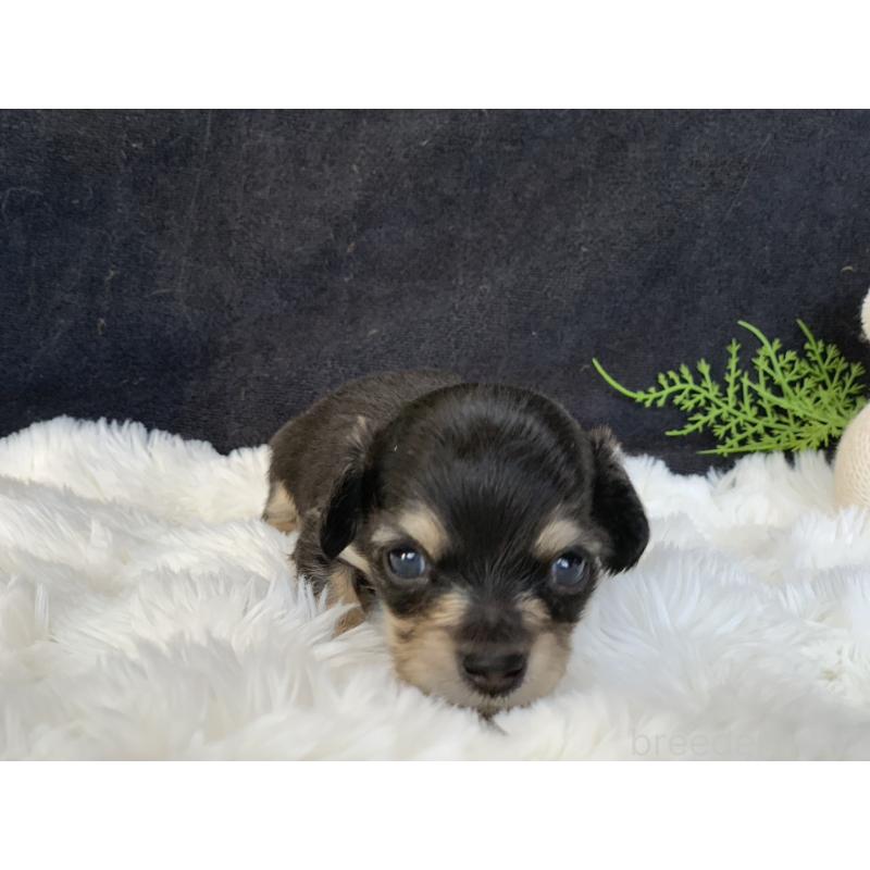 販売中の大分県のカニンヘンダックスフンド(ロングヘアード)-434143の5枚目