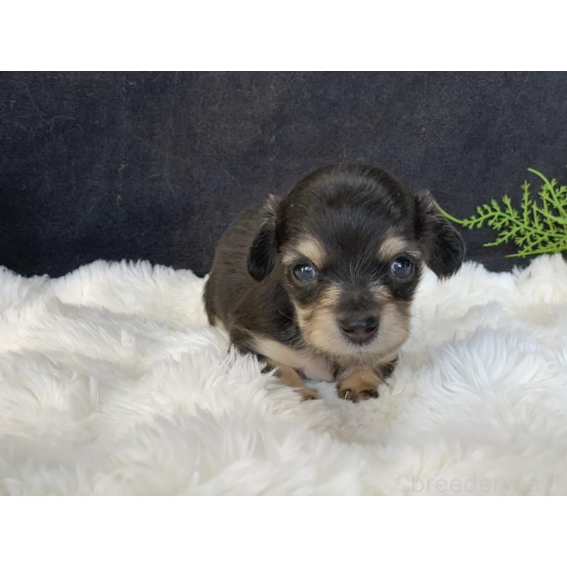 販売中の大分県のカニンヘンダックスフンド(ロングヘアード)-434143の4枚目