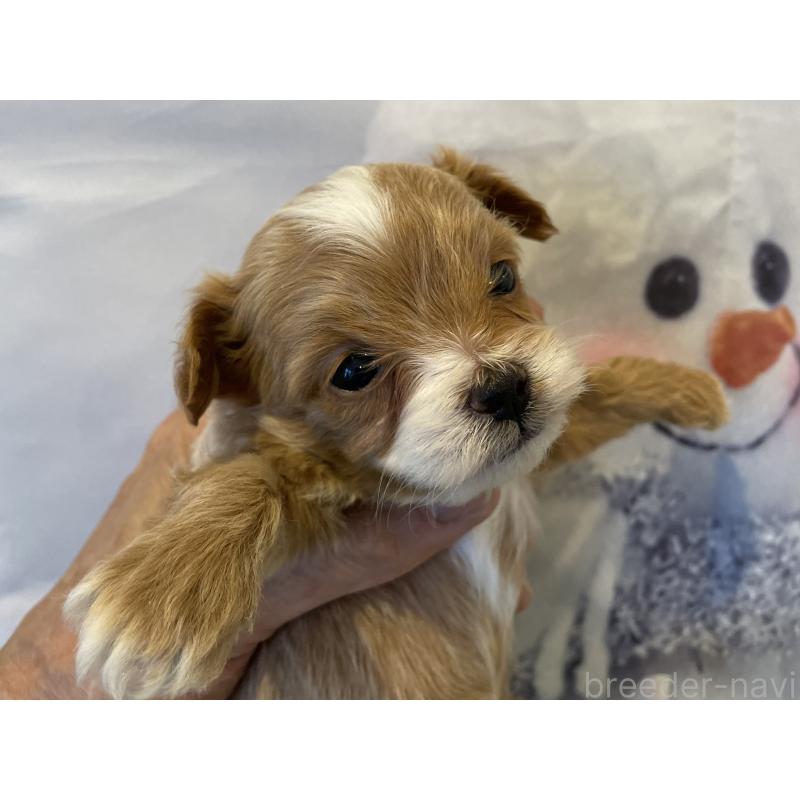 販売中の北海道のミックス犬-434138の5枚目