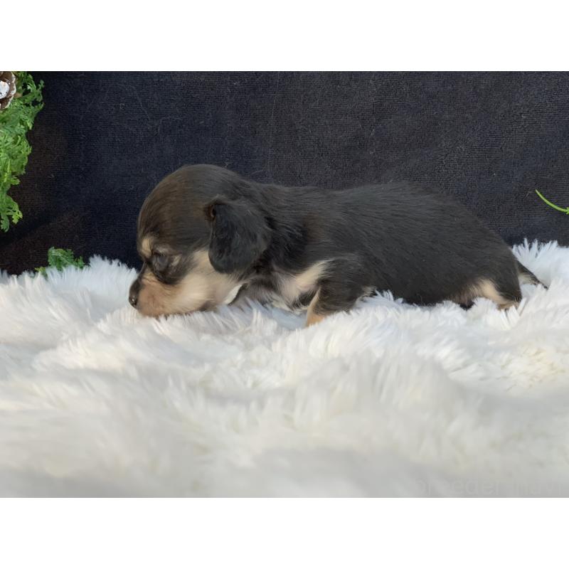 販売中の大分県のカニンヘンダックスフンド(ロングヘアード)-434143の3枚目