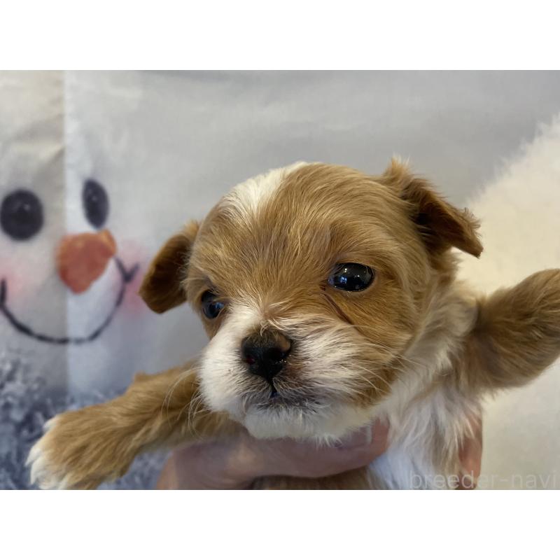 販売中の北海道のミックス犬-434138の4枚目