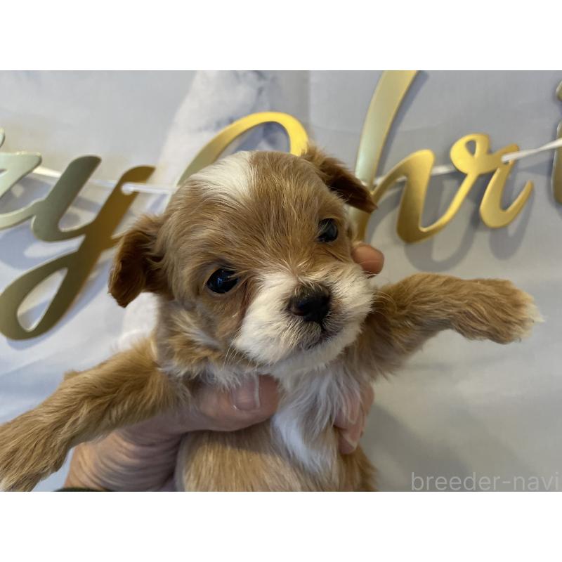 販売中の北海道のミックス犬-434138の3枚目