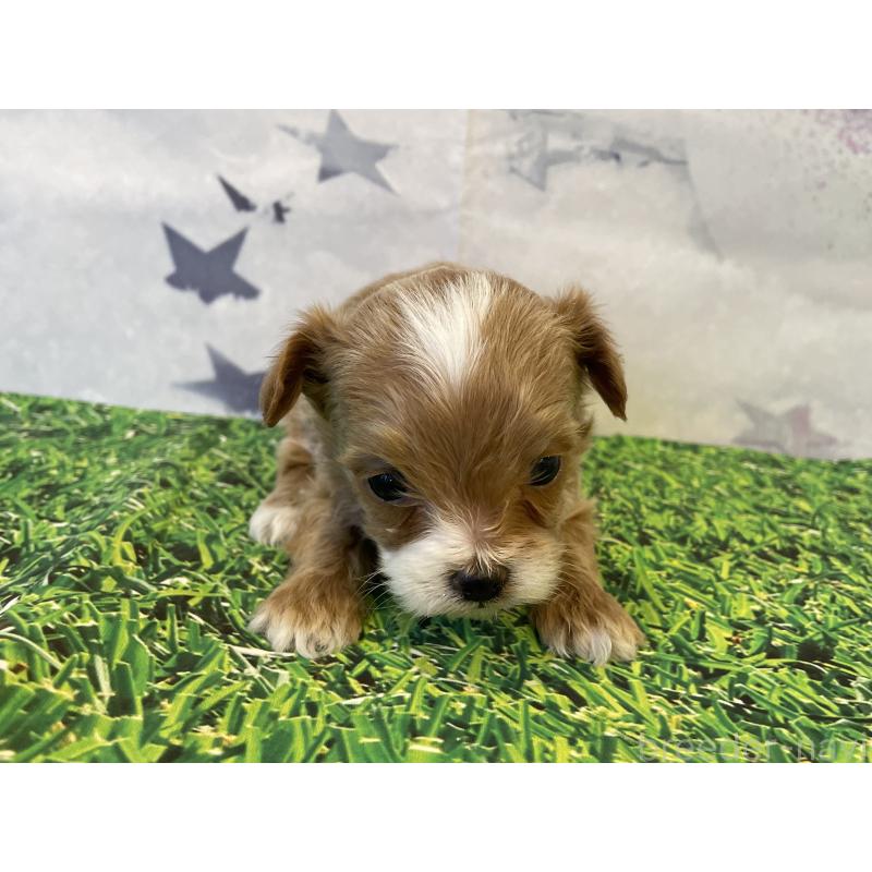 販売中の北海道のミックス犬-434138の2枚目