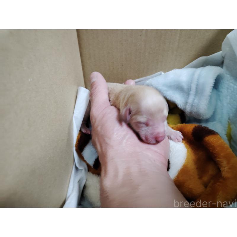 販売中の愛知県のビションプー:ビションフリーゼ×トイプードル-434291の5枚目