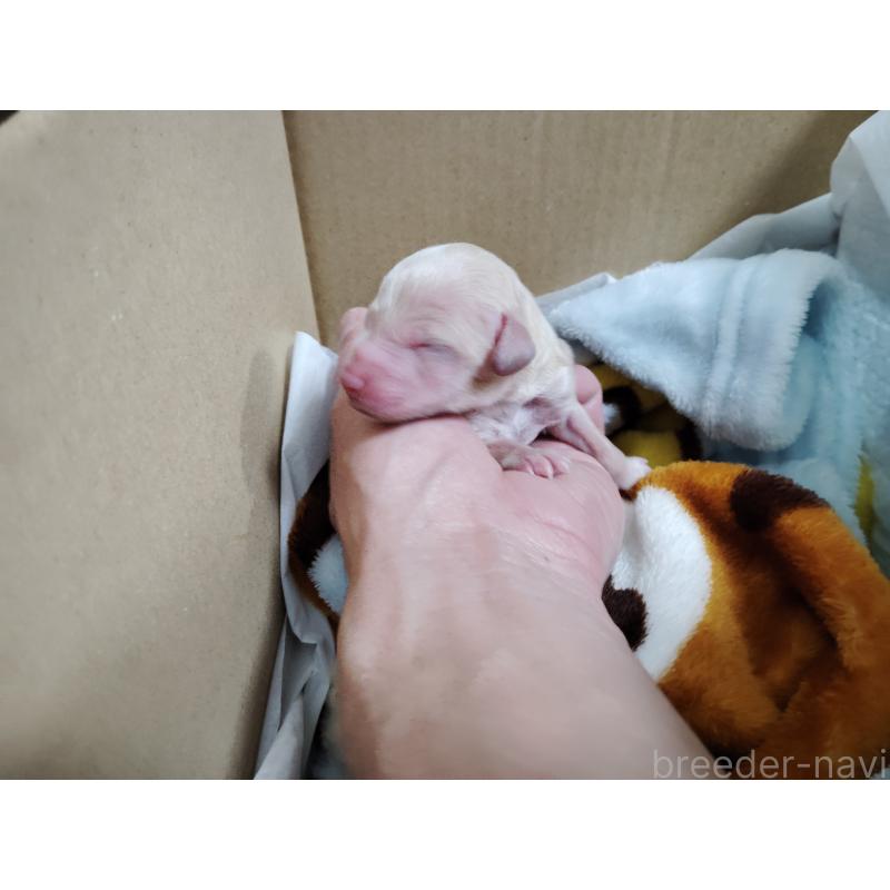 販売中の愛知県のビションプー:ビションフリーゼ×トイプードル-434291の4枚目