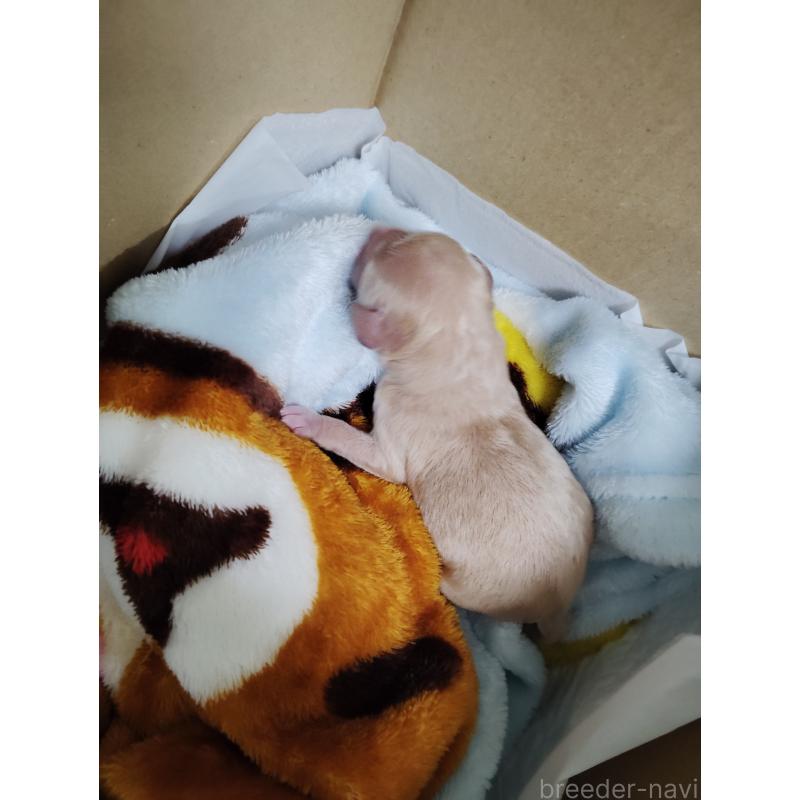 販売中の愛知県のビションプー:ビションフリーゼ×トイプードル-434291の3枚目