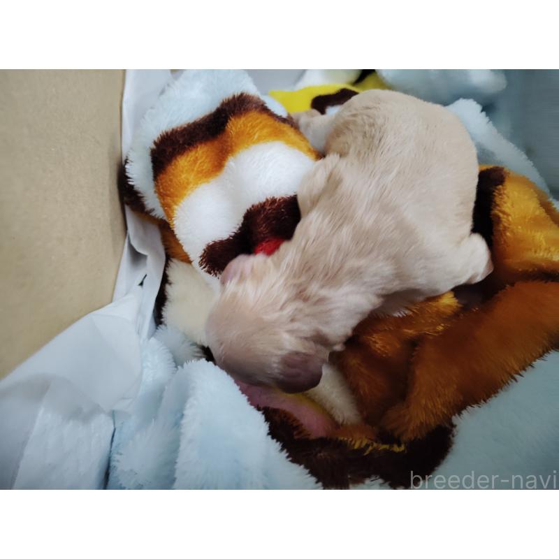 販売中の愛知県のビションプー:ビションフリーゼ×トイプードル-434291の2枚目