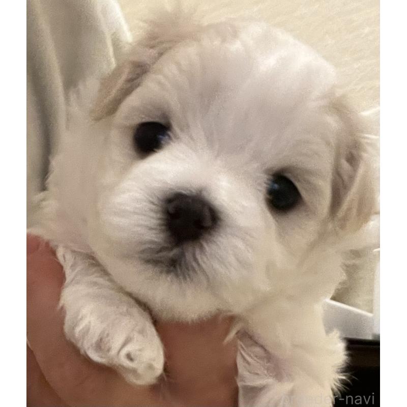 販売中の滋賀県のマルチーズ-430675の87枚目