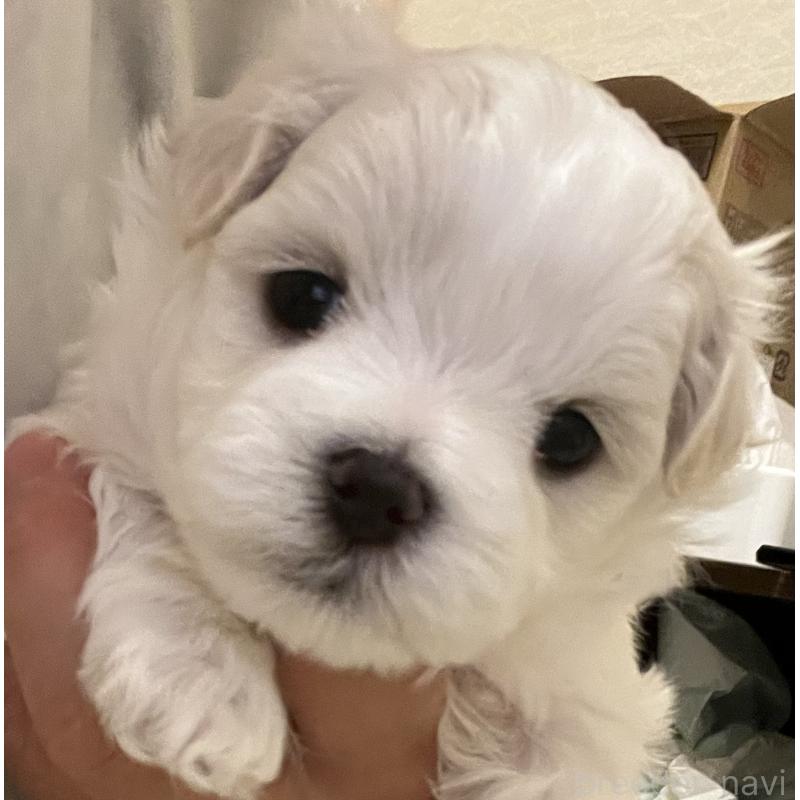 販売中の滋賀県のマルチーズ-430675