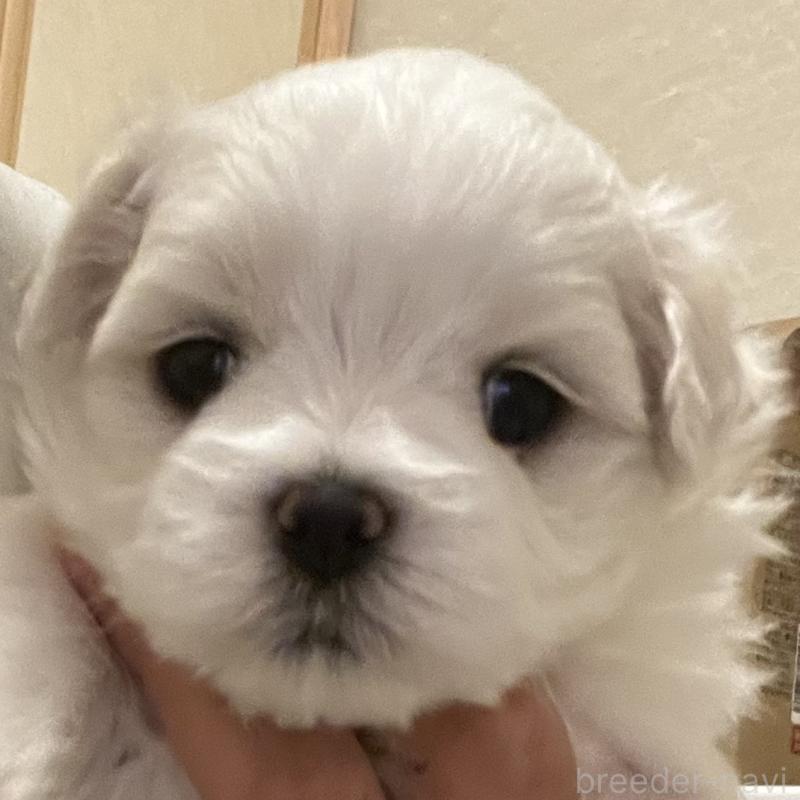 販売中の滋賀県のマルチーズ-430679