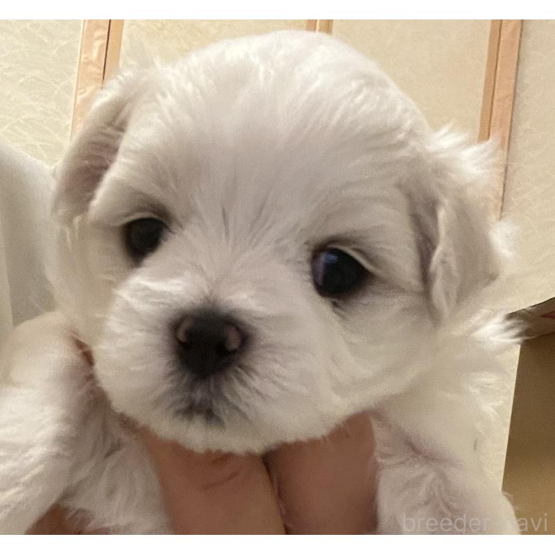 商談中の滋賀県のマルチーズ-430679の59枚目